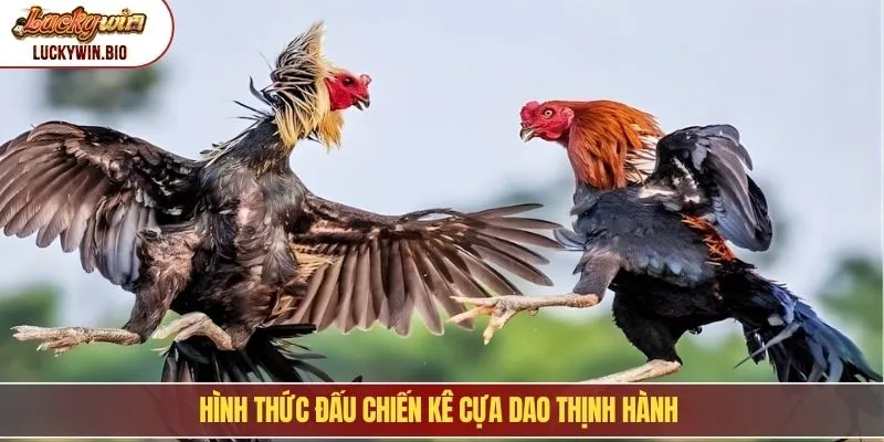 Hình thức đấu chiến kê cựa dao thịnh hành